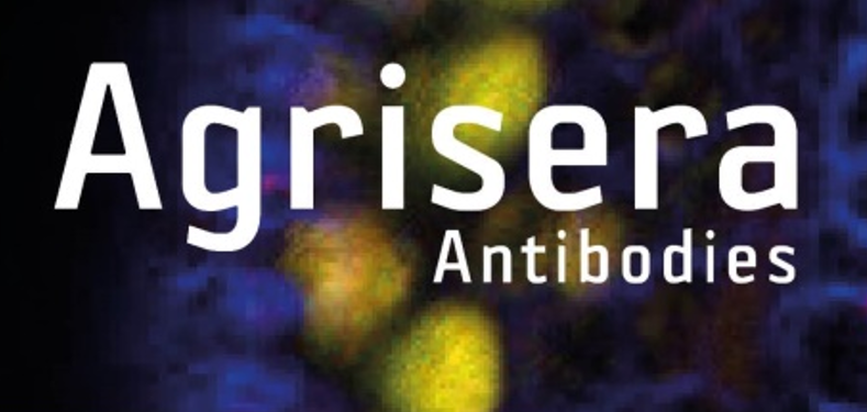 Agrisera植物細(xì)胞壁相關(guān)抗體，開(kāi)學(xué)季促銷(xiāo)啦！